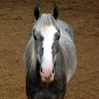 Dutchess (Sold)