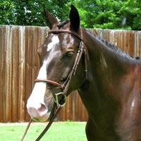 Marquis (sold)